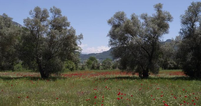 pine trees on tourus mountains fethiye turkey 