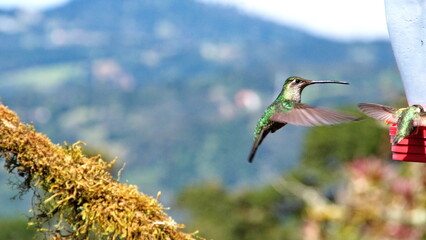 Female talamanca hummingbird (Eugenes spectabilis) in flight at the Paraiso Quetzal Lodge in the cloud forest outside San Jose, Costa Rica