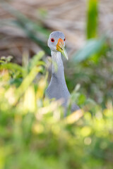 Naklejka premium Portrait of a curious giant-wood rail at eye level.