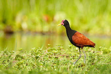 A wattled Jacana with mourning light at the swamp, Ibera wetlands, Argentina