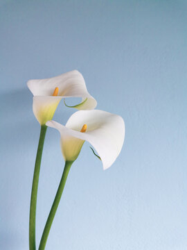 Couple of white calla lily flowers with selective focus against blurred blue stucco plaster wall background. Spring or Easter elegant greetings card. Image for blog or social media