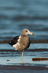 View of an olrog gull (Larus atlanticus) in the atlantic ocean of Argentina.