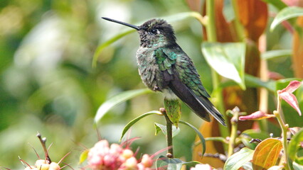 Talamanca hummingbird (Eugenes spectabilis) perched in a bush at the Paraiso Quetzal Lodge in the...