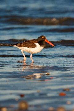 An american Oystercatcher in the atlantic ocean
