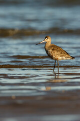 A Hudsonian godwit on the ocean shore with mourning light. View at eye level