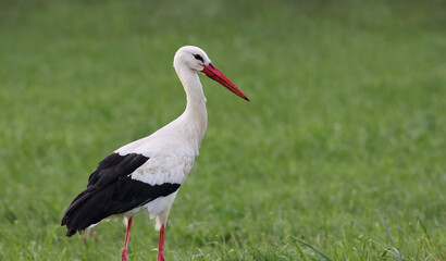 Portrait of a beautiful white stork (Ciconia ciconia) standing on a green grass field. Common stork eating bugs on a cloudy day. Big black and white bird and natural environment.