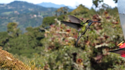 Talamanca hummingbird (Eugenes spectabilis) in flight at the Paraiso Quetzal Lodge in the cloud forest outside San Jose, Costa Rica