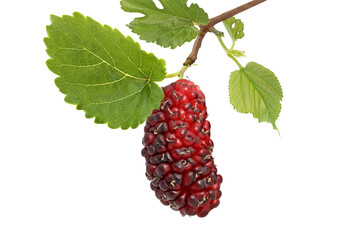 Mulberry on a twig isolated on white