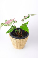 Caladium Bicolor,Candinum,vent angel wings,araceae,caladium,elephant ear, colocasia esculenta, bon tree and pink leaves heart shape isolated on white background