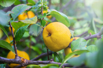 ripe yellow quince fruit on a tree in an organic garden. The quince (Cydonia oblonga) is the sole member of the genus Cydonia in the family Rosaceae (which also contains apples and pears)