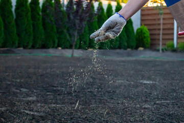Close up hand is sowing fertilizer For The Perfect Lawn. Small seeds come flying out of the farmer's hand sowing grass. landscape design concept