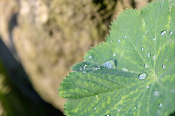 water drops on a leaf in the morning, macro