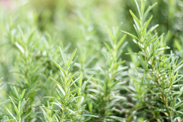 Close up fresh rosemary herb in the garden.