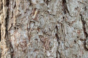 Bark of austrian pine or black pine (Pinus nigra), close up and full frame. Wooden pattern background