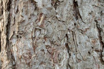 Bark of austrian pine or black pine (Pinus nigra), close up and full frame