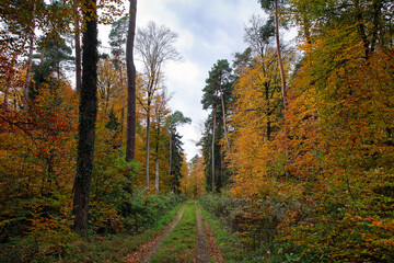 Herbstwald