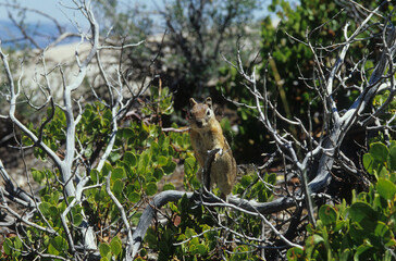 Naklejka na ściany i meble American squirrel in the trees of the Grand Canyon. USA
