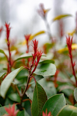 Close up red plant, flower photo.