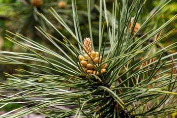 Naklejka na ściany i meble Close-up of blooming young pine buds on coniferous branches of Scotch pine on a sunny day in spring, selective focus