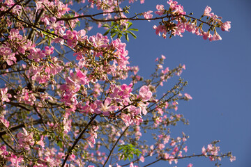 Ceiba speciosa. Flores de uma grande e frondosa árvore florida.