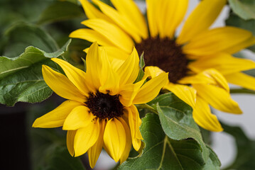 close-up selective focus view of blooming yellow sunflowers