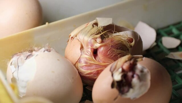 hatching process of chicks in an incubator