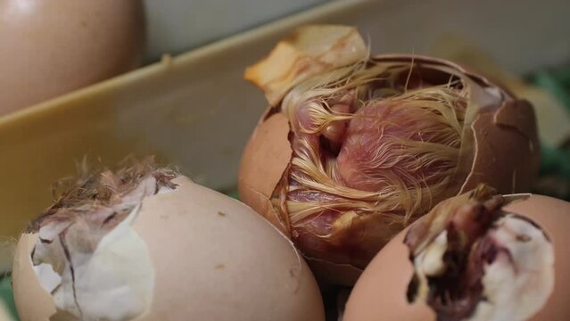 hatching process of chicks in an incubator