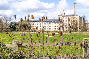 Teasels growing in front of Ebley Mill, a 19th century cloth mill, Ebley, Gloucestershire, England UK - Teasels were used in the cloth trade for raising the nap. © Stephen