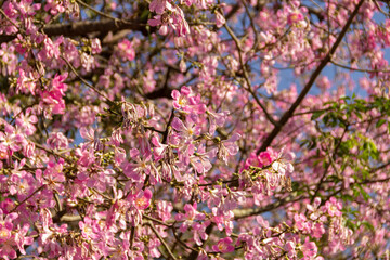 Ceiba speciosa. Flores de uma grande e frondosa &aacute;rvore florida.