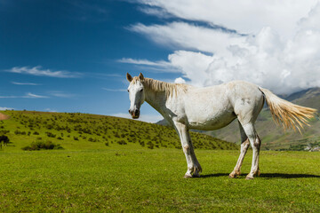 White Horse, Tucuman Argentina
