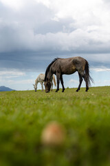 Horses Tucuman Argentina
