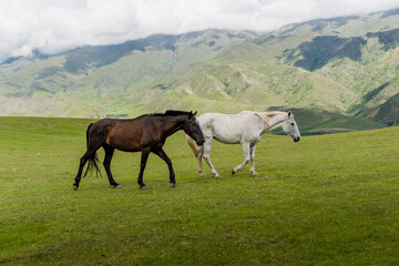 Fototapeta na wymiar Horses, Tucuman Argentina