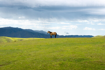 Minimal Horse, Spirits, Tucuman Argentina