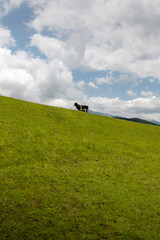 Minimal Cow in Quebrada del Portugues, Tucuman