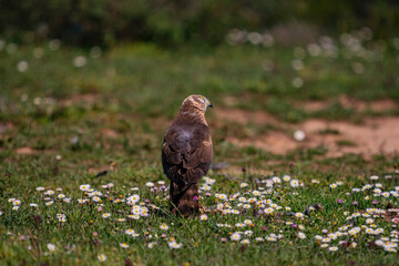 Pallid Harrier (Circus macrourus) perched on grass