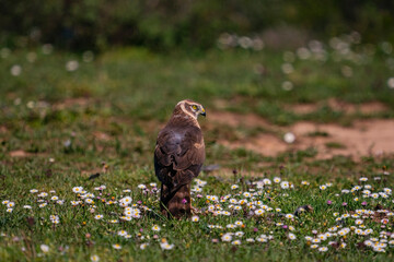 Pallid Harrier (Circus macrourus) perched on grass