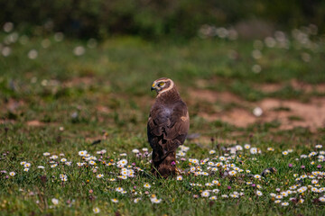 Pallid Harrier (Circus macrourus) perched on grass