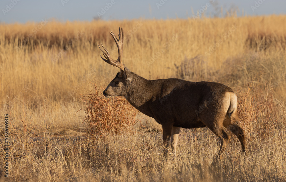 Poster Buck Mule Deer During the Rut in Colorado in Autumn