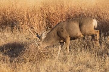 Buck Mule Deer During the Rut in Colorado in Autumn