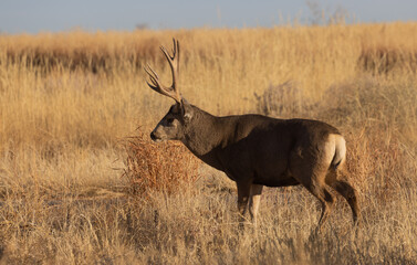 Buck Mule Deer During the Rut in Colorado in Autumn