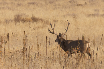Buck Mule Deer During the Rut in Colorado in Autumn