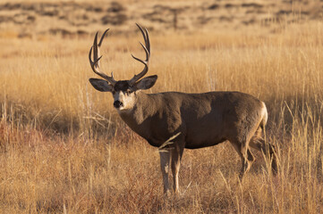 Naklejka na ściany i meble Buck Mule Deer During the Rut in Colorado in Autumn