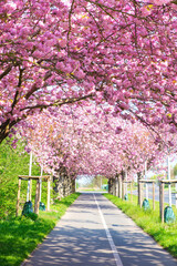 Sakura - Avenue of blooming pink cherry trees in spring