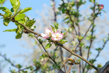Blossoms on an apple tree against a blue sky