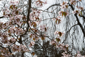 blossom in spring