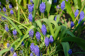purple Grape hyacinths in the lawn
