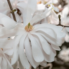 Fototapeta na wymiar white pink star magnolia blossom close up