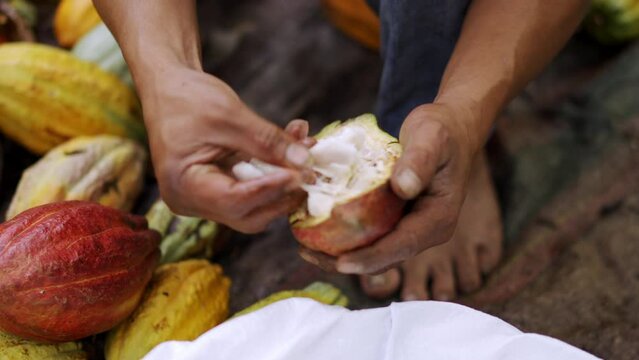 Cacao farmer removing cacao beans from harvested cacao pod