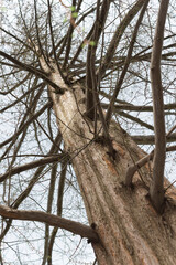 dawn redwood trees in early spring