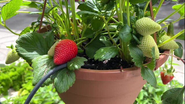 4K HD video zooming in on fresh organic strawberries growing in hanging pot with watering drip system set up. windy day.

